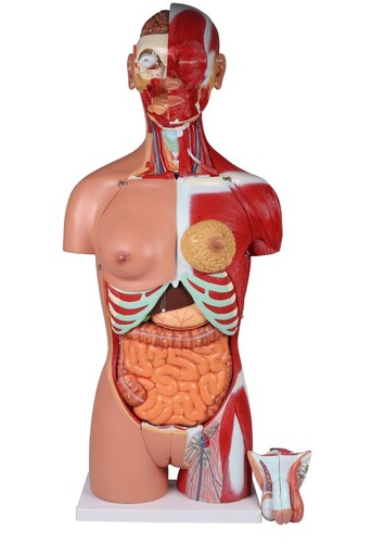 [27392-01] ERLERZIMMER Dual Sex Torso with Opened Back, 28-part