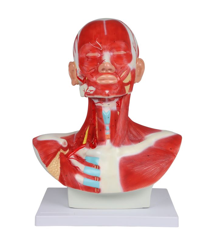 ERLERZIMMER Head, Neck and Thoracic Musculature, 1-part