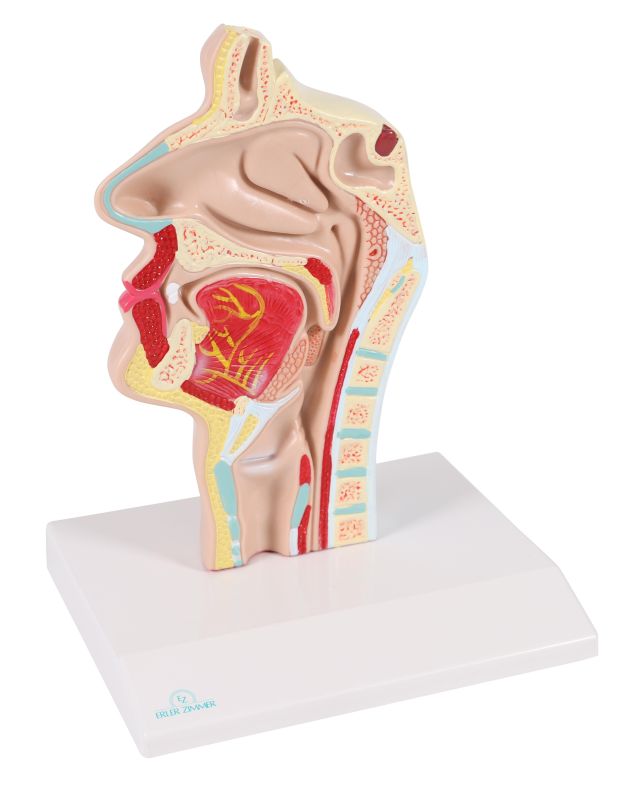 ERLERZIMMER Mouth and Pharynx Cross Section Model