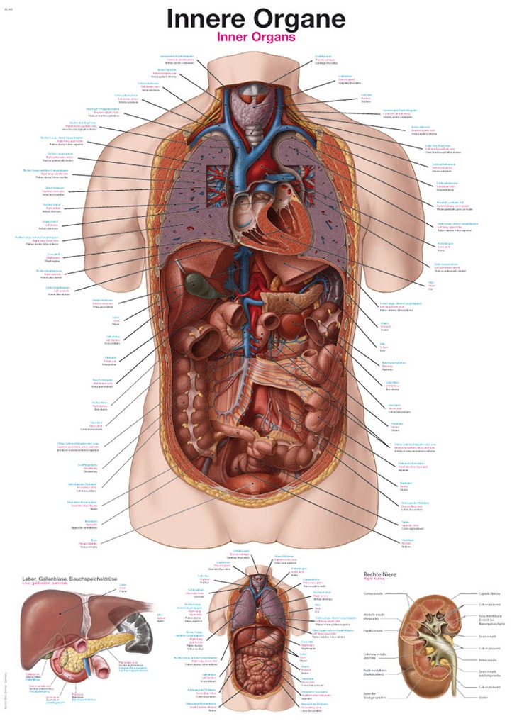 ERLERZIMMER Anatomische Lehrtafel Innere Organe