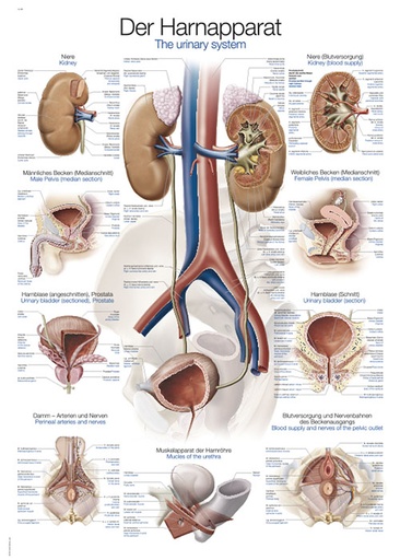 ERLERZIMMER Anatomische Lehrtafel Harnapparat