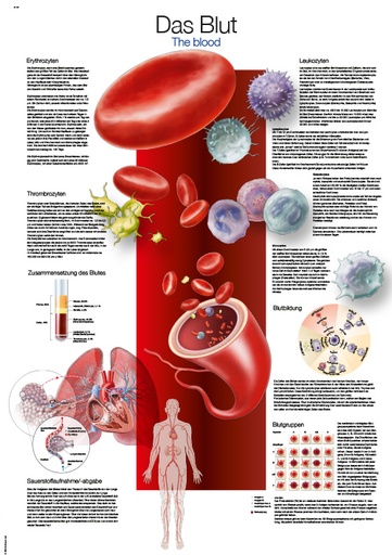 ERLERZIMMER Anatomical Chart The Blood