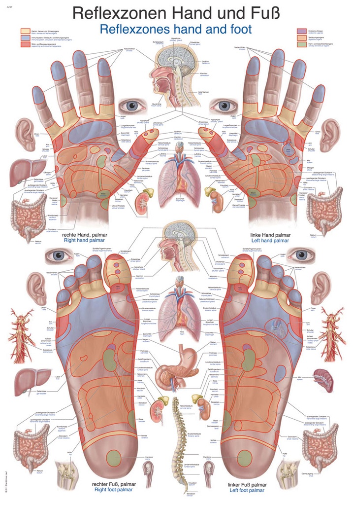 ERLERZIMMER Anatomische Lehrtafel Reflexzonen Hand und Fuß