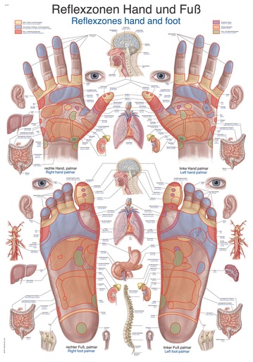 ERLERZIMMER Anatomische Lehrtafel Reflexzonen Hand und Fuß