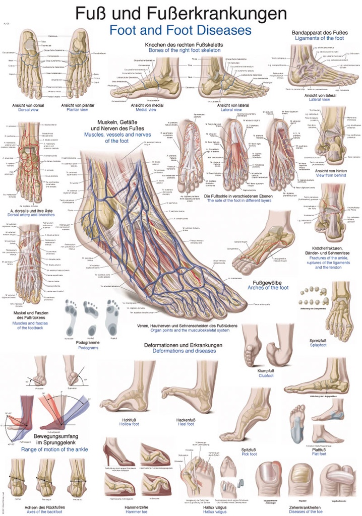 ERLERZIMMER Anatomical Chart Foot and Foot Diseases