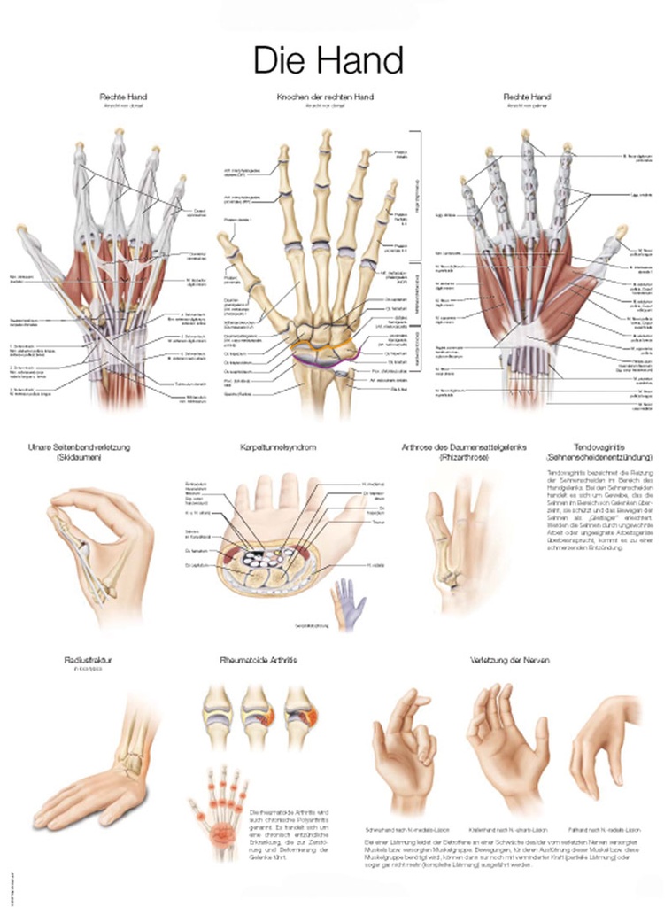 ERLERZIMMER Anatomical Chart The Hand