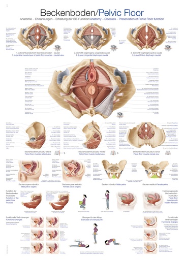 ERLERZIMMER Anatomische Lehrtafel Beckenboden