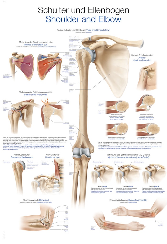 ERLERZIMMER Anatomical Chart Shoulder and Elbow