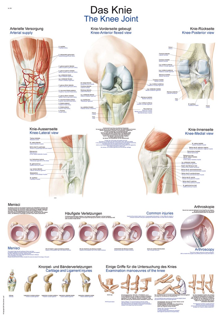ERLERZIMMER Anatomische Lehrtafel Das Knie
