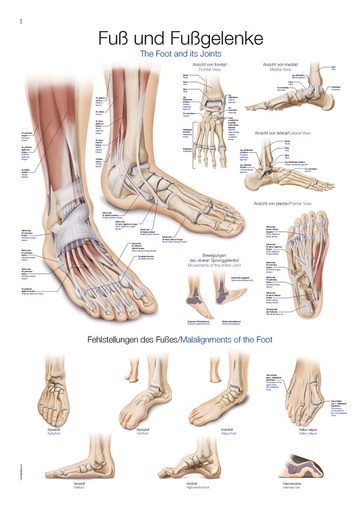 ERLERZIMMER Anatomische Lehrtafel Fuß und Fußgelenke