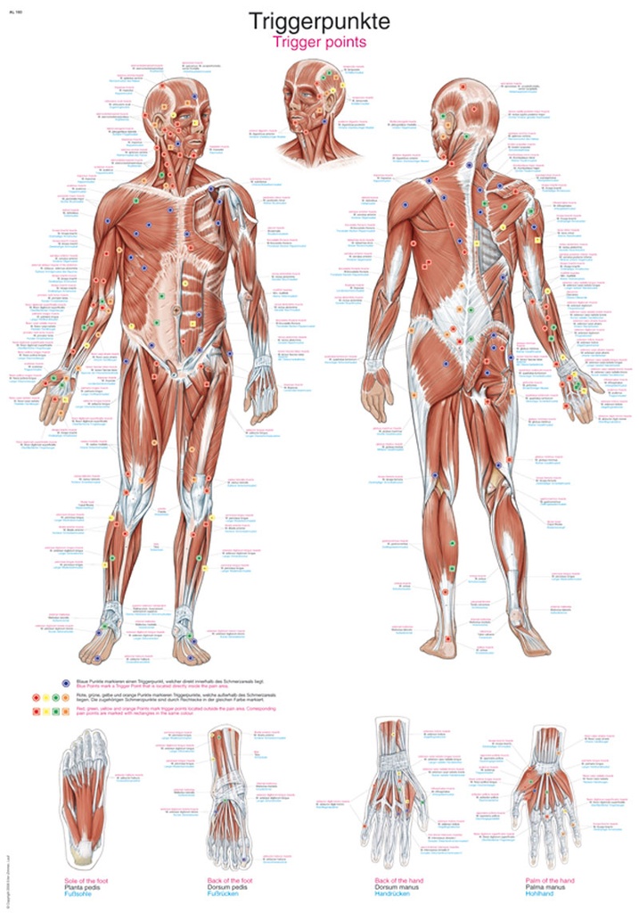 ERLERZIMMER Anatomische Lehrtafel Triggerpunkte