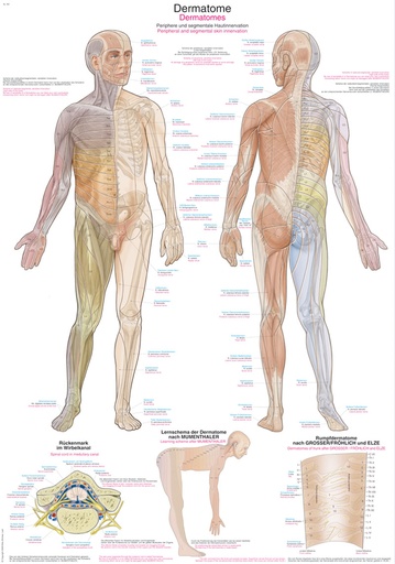 ERLERZIMMER Anatomische Lehrtafel Dermatome