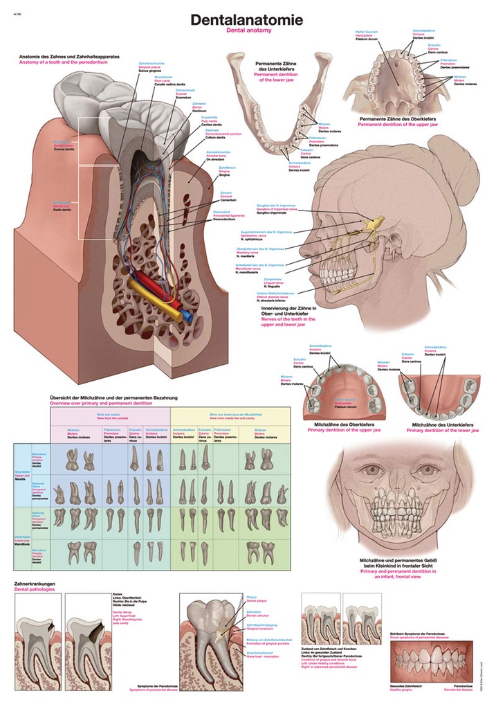 ERLERZIMMER Anatomical Chart Dental Anatomy