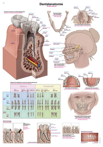 ERLERZIMMER Anatomical Chart Dental Anatomy