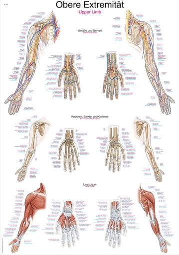 ERLERZIMMER Anatomische Lehrtafel Obere Extremität