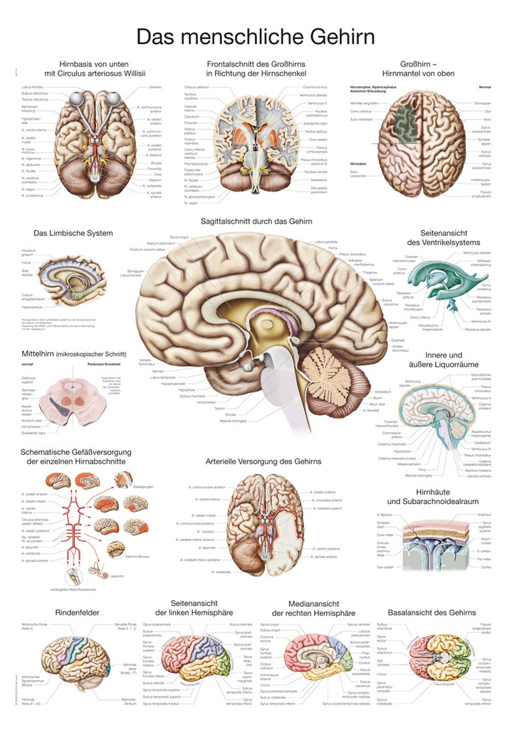 ERLERZIMMER Anatomische Lehrtafel Gehirn