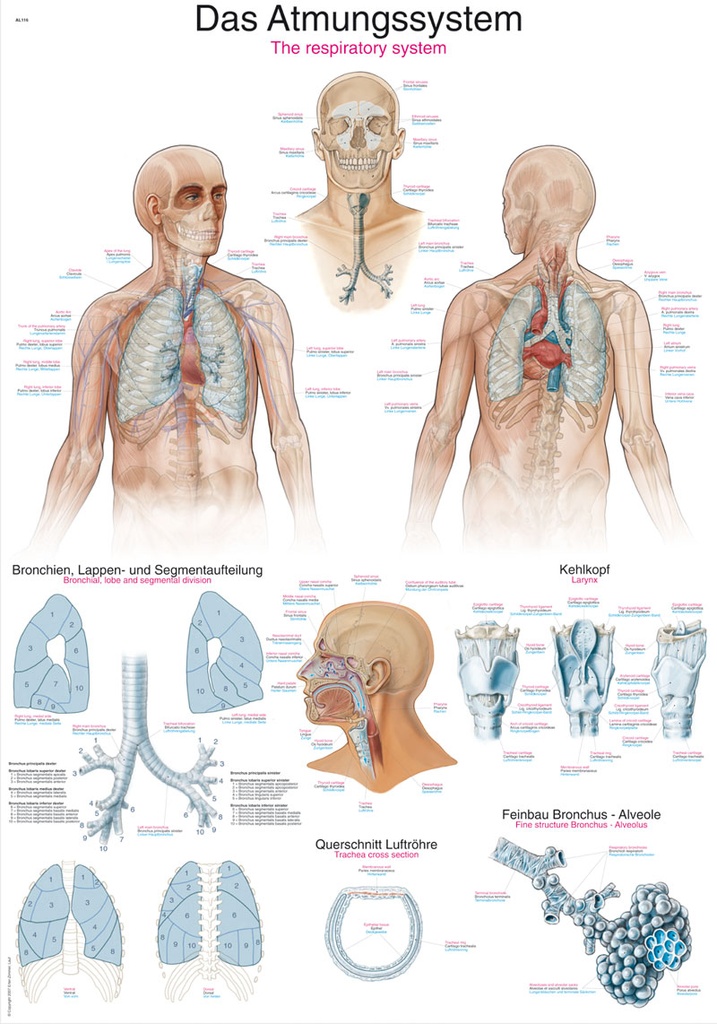 ERLERZIMMER Anatomische Lehrtafel Das Atmungssystem