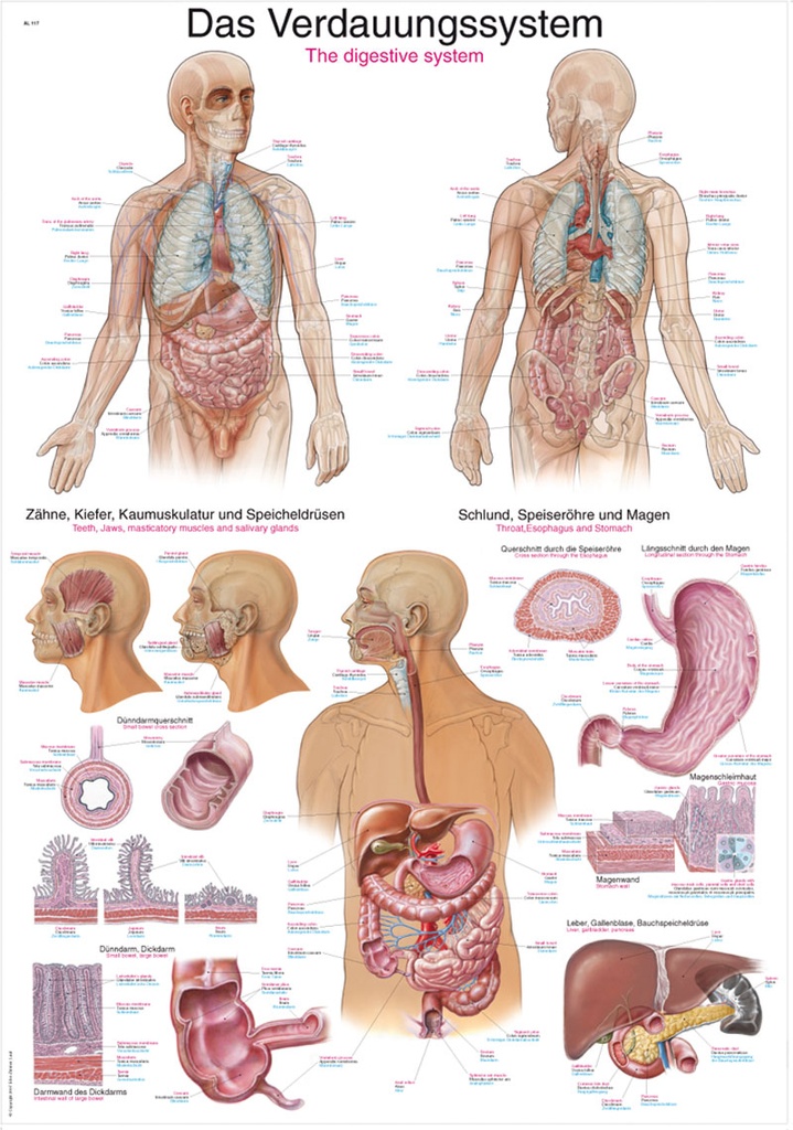ERLERZIMMER Anatomical Chart The Digestive System