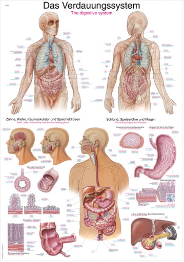 ERLERZIMMER Anatomische Lehrtafel Das Verdauungssystem