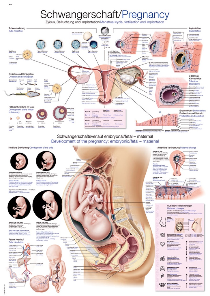 ERLERZIMMER Anatomische Lehrtafel Schwangerschaft