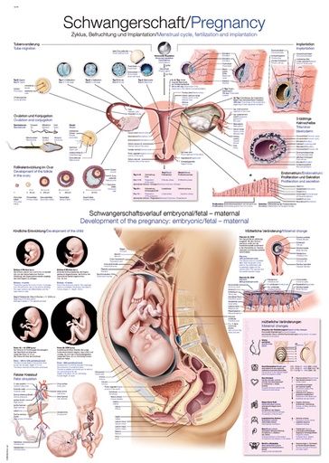 ERLERZIMMER Anatomische Lehrtafel Schwangerschaft