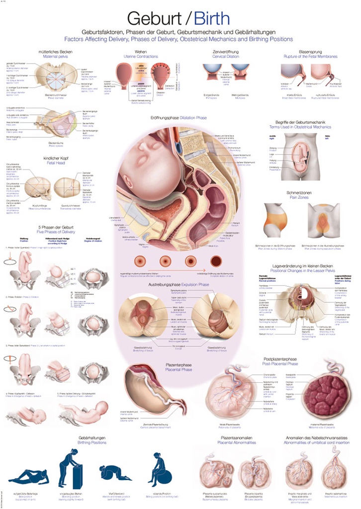 ERLERZIMMER Anatomische Lehrtafel Geburt