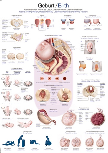 ERLERZIMMER Anatomische Lehrtafel Geburt
