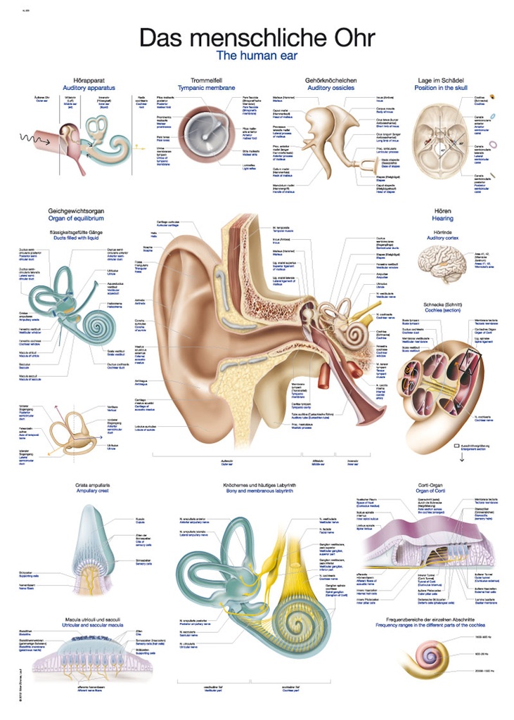 ERLERZIMMER Anatomische Lehrtafel Das menschliche Ohr