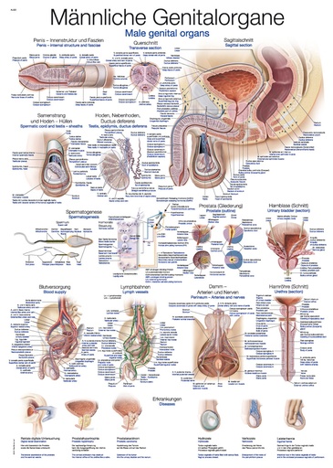 ERLERZIMMER Anatomical Chart Male Genital Organs