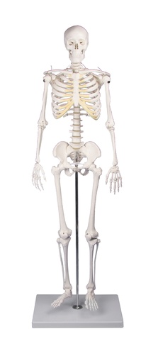 ERLERZIMMER Anatomische Lehrtafel Haut/Haare/Nägel