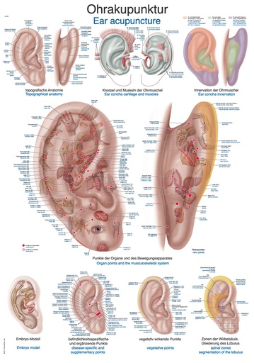 ERLERZIMMER Anatomische Lehrtafel Ohrakupunktur