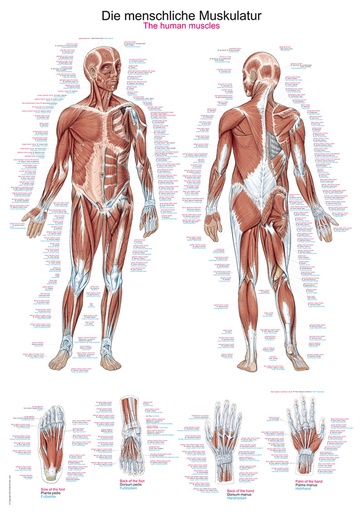 ERLERZIMMER Anatomische Lehrtafel Die menschliche Muskulatur