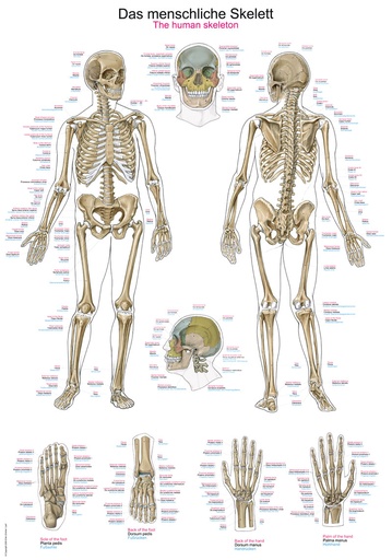 ERLERZIMMER Anatomische Lehrtafel Das menschliche Skelett