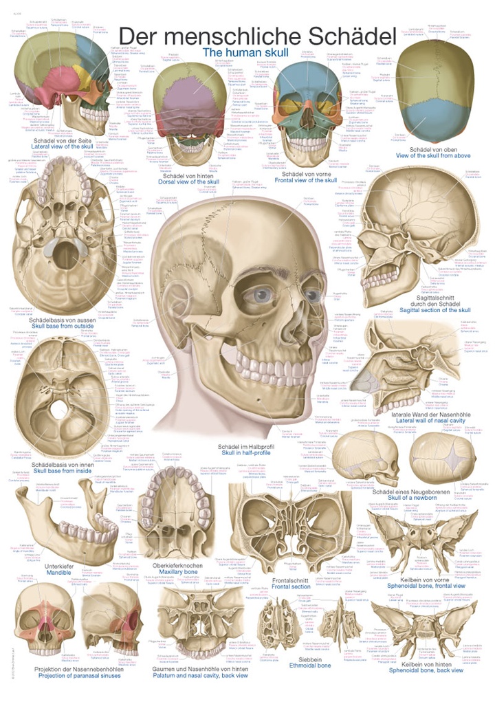 ERLERZIMMER Anatomische Lehrtafel Der Schädel