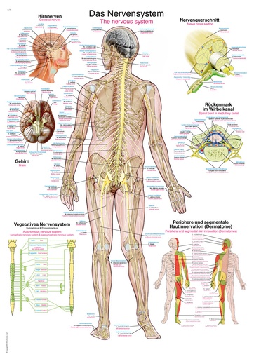 ERLERZIMMER Anatomische Lehrtafel Das Nervensystem