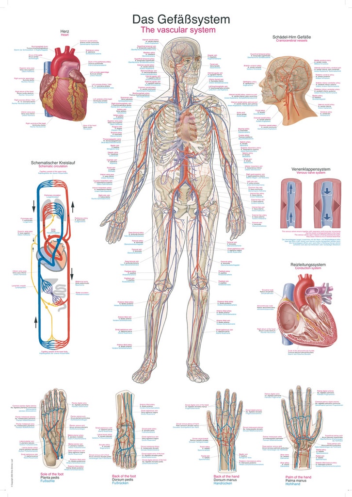 ERLERZIMMER Anatomische Lehrtafel Das Gefäßsystem