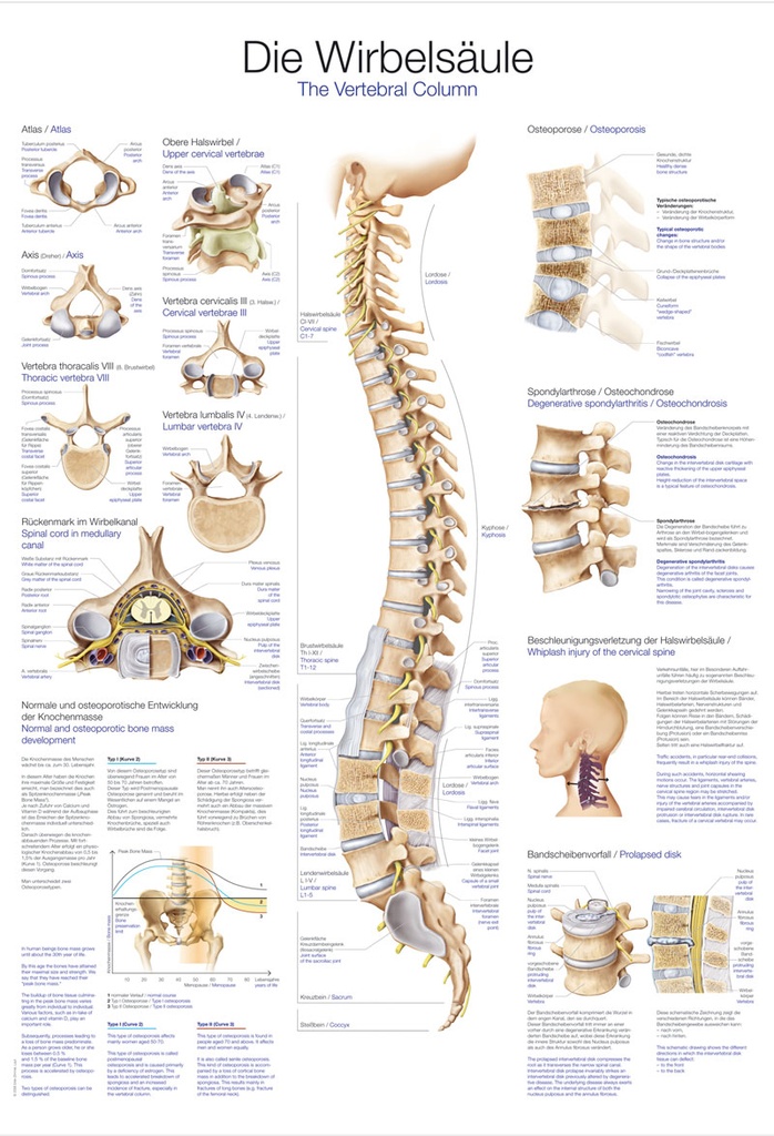 ERLERZIMMER Anatomische Lehrtafel Die Wirbelsäule