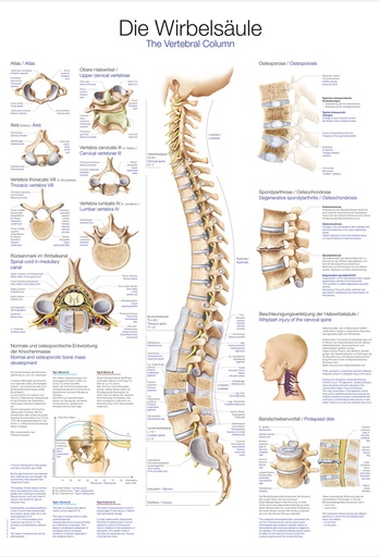 ERLERZIMMER Anatomische Lehrtafel Die Wirbelsäule