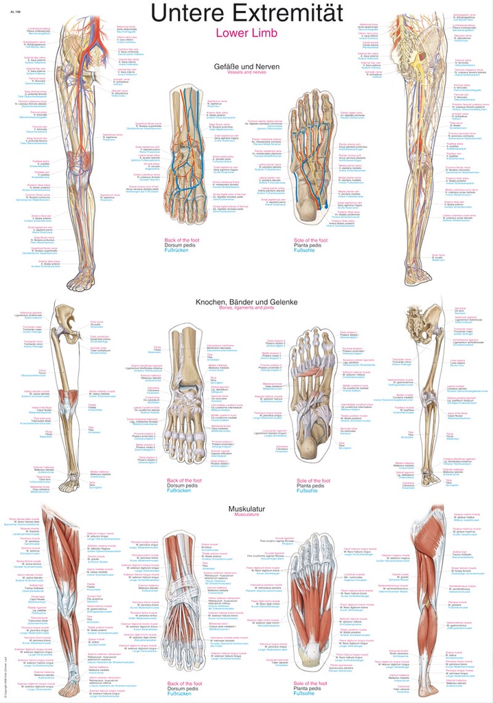 ERLERZIMMER Anatomical Chart Lower Extremity