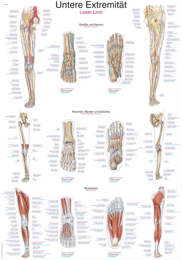ERLERZIMMER Anatomical Chart Lower Extremity