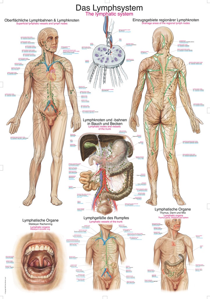 ERLERZIMMER Anatomische Lehrtafel Das Lymphsystem