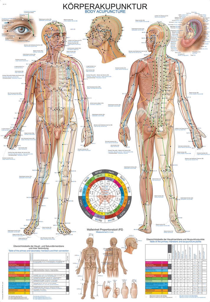 ERLERZIMMER Anatomical Chart Body Acupuncture