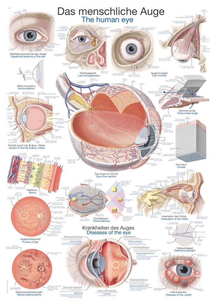 ERLERZIMMER Anatomical Chart The Human Eye