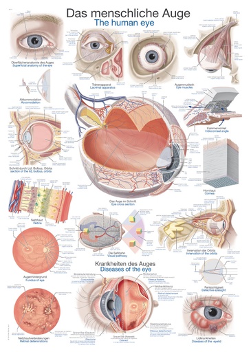ERLERZIMMER Anatomische Lehrtafel Das menschliche Auge