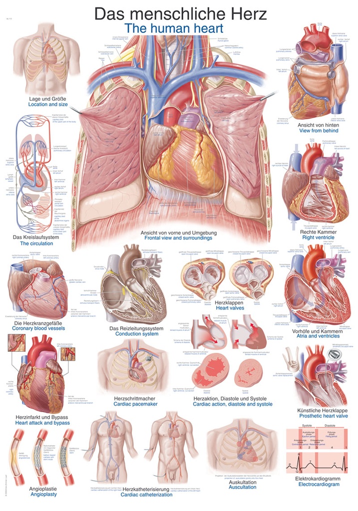 ERLERZIMMER Anatomische Lehrtafel Das menschliche Herz