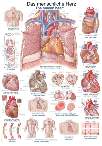 ERLERZIMMER Anatomische Lehrtafel Das menschliche Herz