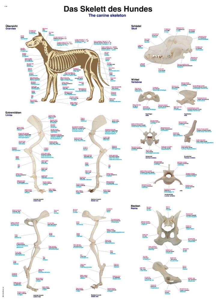 ERLERZIMMER Chart Skeleton of the Dog