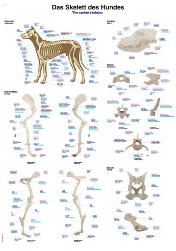 ERLERZIMMER Lehrtafel Skelett des Hundes