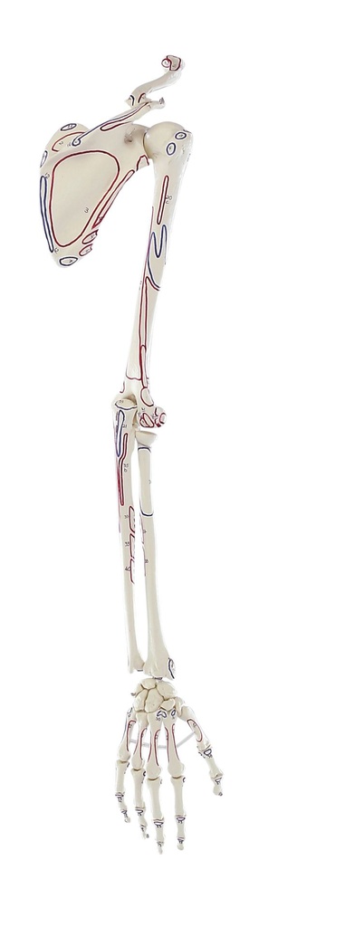 ERLERZIMMER Arm Skeleton with Shoulder Girdle