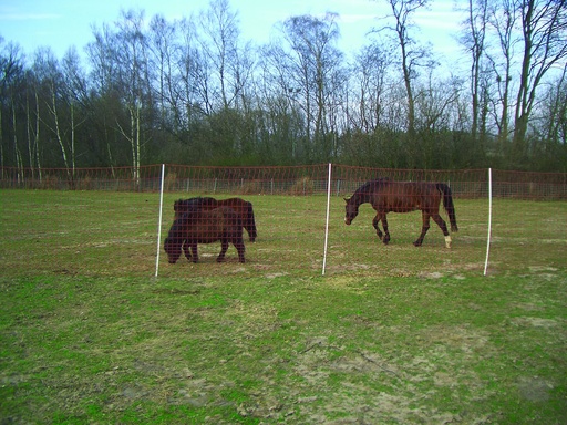 [23729-01] GÖBEL Euro Mustang Net 145/2 50m